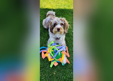 Aussiedoodle Traum ! Bezaubernde Welpen in tollen Farben aus erfahrener+überprüfter Familienaufzucht