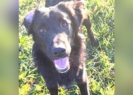 ❤️ superlieber Familienhund COOPER - 2 Jahre, 55cm - Flat Coated Retriever