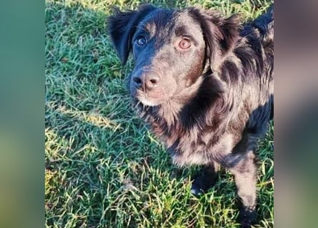❤️ superlieber Familienhund COOPER - 2 Jahre, 55cm - Flat Coated Retriever