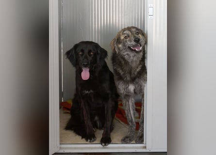 Avena - die Sanftheit im Puschelfell