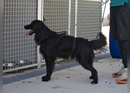 Sonic - eine Puschel-Rakete