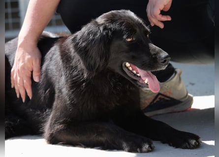 Avena - die Sanftheit im Puschelfell