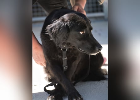 Avena - die Sanftheit im Puschelfell