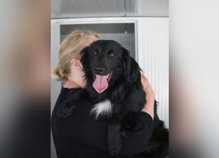 Sonic - eine Puschel-Rakete