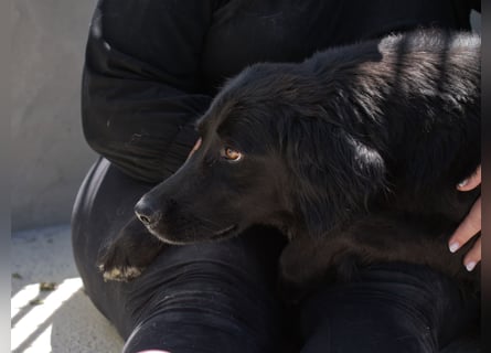 Avena - die Sanftheit im Puschelfell