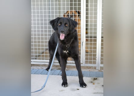 Avena - die Sanftheit im Puschelfell