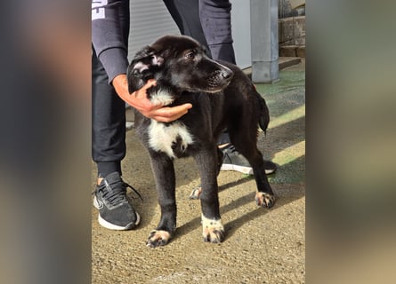 Tessa: möchte spielen, toben, lernen