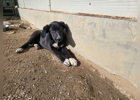 Tessa: möchte spielen, toben, lernen