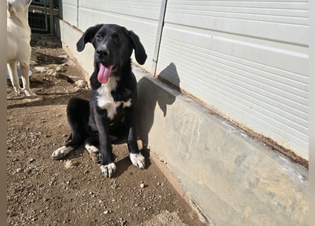 Tessa: möchte spielen, toben, lernen