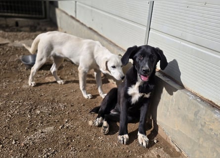 Tessa: möchte spielen, toben, lernen