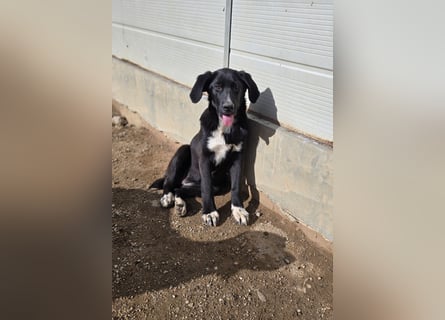 Tessa: möchte spielen, toben, lernen