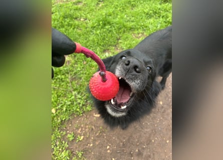 CICCIO   ein echter Schatz sucht sein FürImmerZuhause