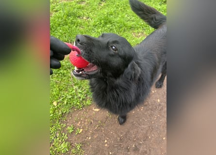 CICCIO   ein echter Schatz sucht sein FürImmerZuhause