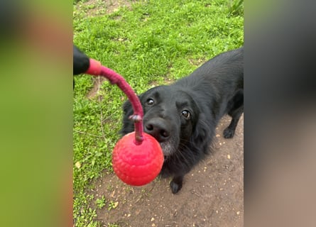 CICCIO   ein echter Schatz sucht sein FürImmerZuhause