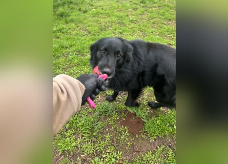 CICCIO   ein echter Schatz sucht sein FürImmerZuhause