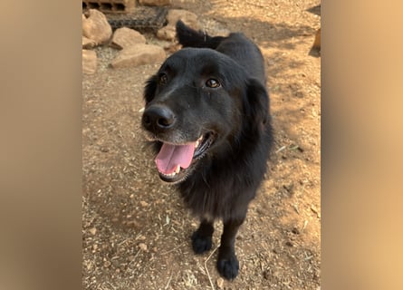 CICCIO   ein echter Schatz sucht sein FürImmerZuhause