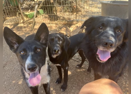 CICCIO   ein echter Schatz sucht sein FürImmerZuhause