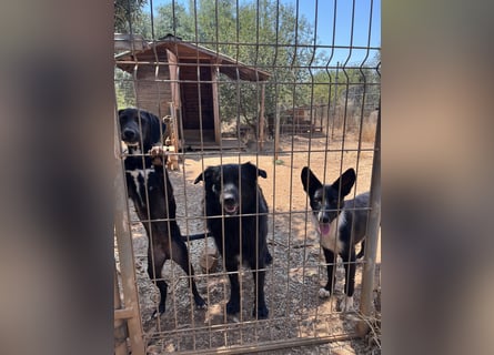 CICCIO   ein echter Schatz sucht sein FürImmerZuhause
