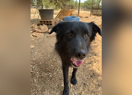 CICCIO   ein echter Schatz sucht sein FürImmerZuhause