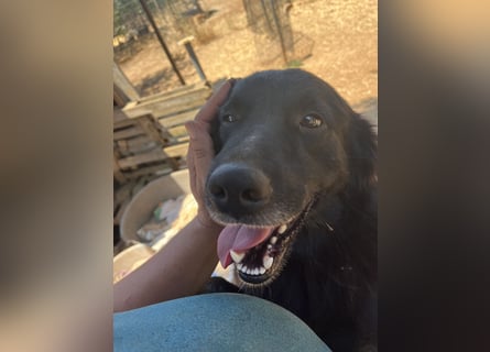 CICCIO   ein echter Schatz sucht sein FürImmerZuhause