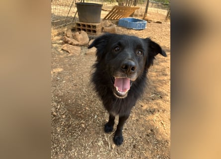 CICCIO   ein echter Schatz sucht sein FürImmerZuhause