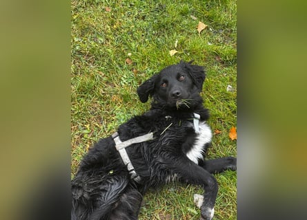 Vincent: einfach nur Klasse