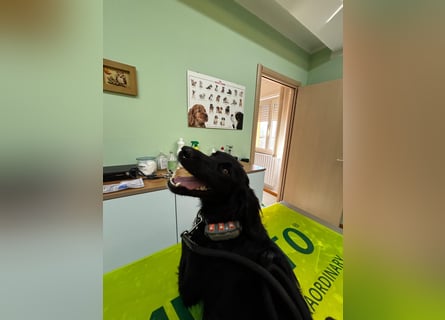 Vincent: einfach nur Klasse