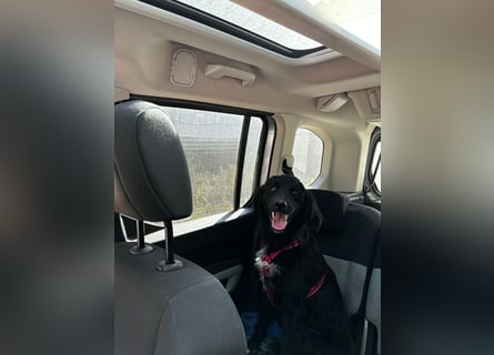 Vincent: einfach nur Klasse