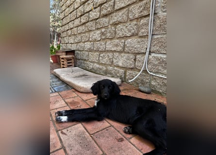 Vincent: einfach nur Klasse