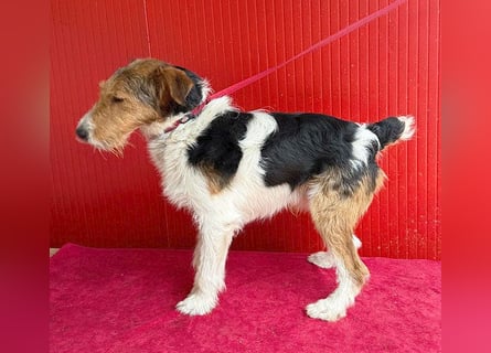 (R) ❤️ superlieber Foxi ROCKY - 6,5 Jahre, 40cm/10kg