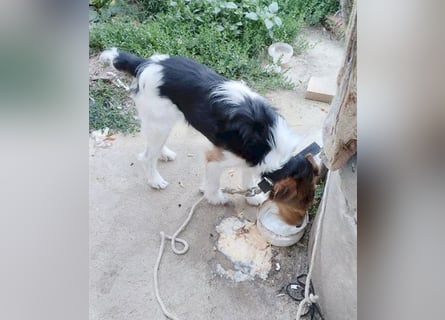 (R) ❤️ superlieber Foxi ROCKY - 6,5 Jahre, 40cm/10kg