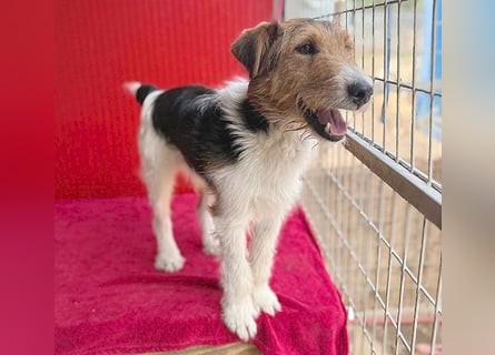 (R) ❤️ superlieber Foxi ROCKY - 6,5 Jahre, 40cm/10kg