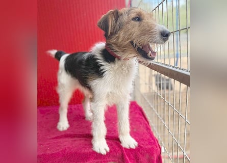 (R) ❤️ superlieber Foxi ROCKY - 6,5 Jahre, 40cm/10kg