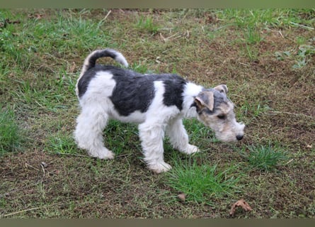 Foxterrier Welpen .