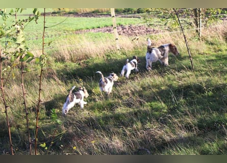 Foxterrier Welpen .