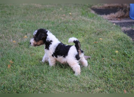 Foxterrier Welpen .