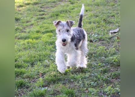 Foxterrier Welpen .