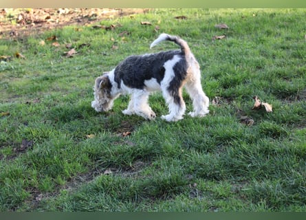 Foxterrier Welpen .