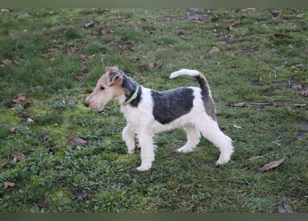 Foxterrier Welpen .