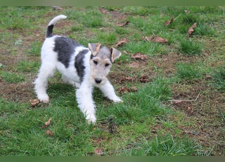Foxterrier Welpen .