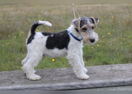 Foxterrier Welpen .