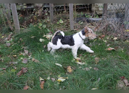 Foxterrier Welpen .