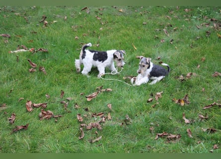 Foxterrier Welpen .