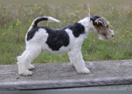 Foxterrier Welpen .
