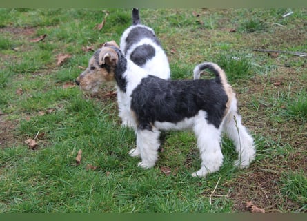 Foxterrier Welpen .