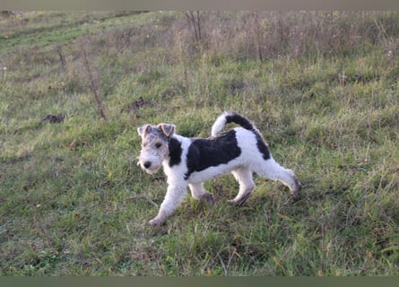 Foxterrier Welpen .