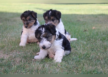 Foxterrier Welpen .