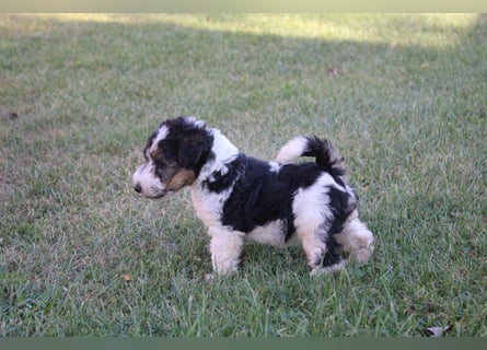 Foxterrier Welpen .