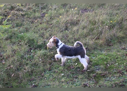 Foxterrier Welpen .