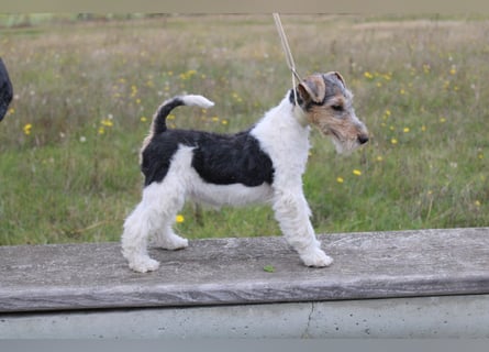 Foxterrier Welpen .